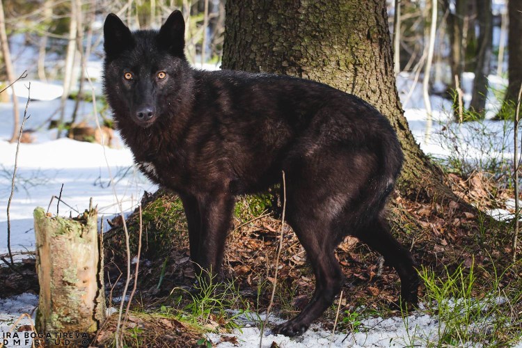 Волкособ канадский черный волк