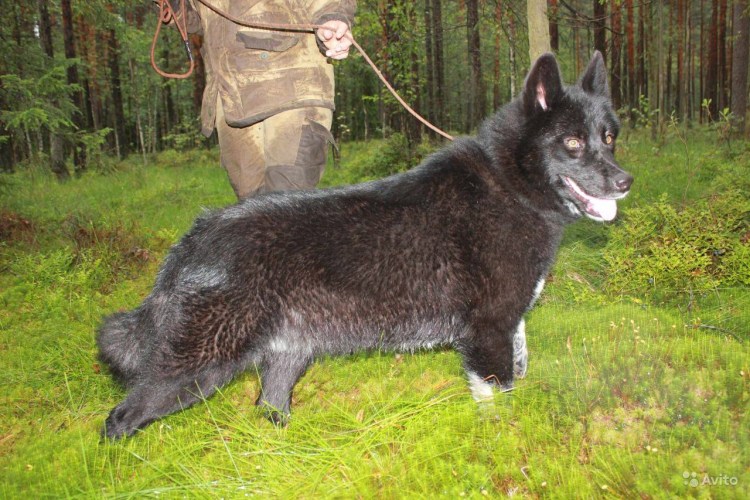 Саарлосский вольфхунд