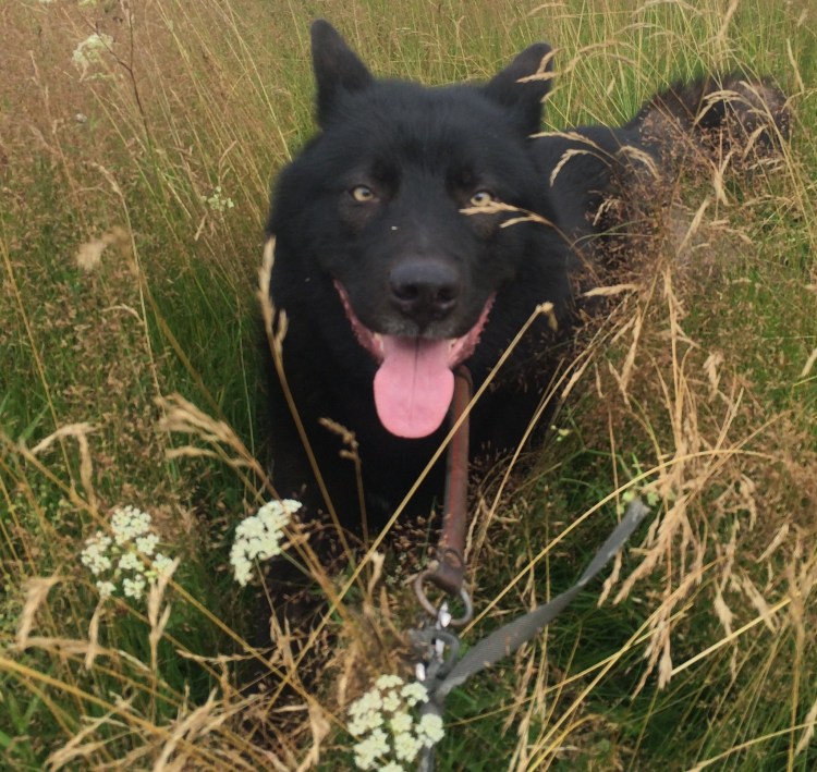 Порода вольфхунд