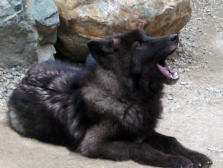 Порода вольфхунд