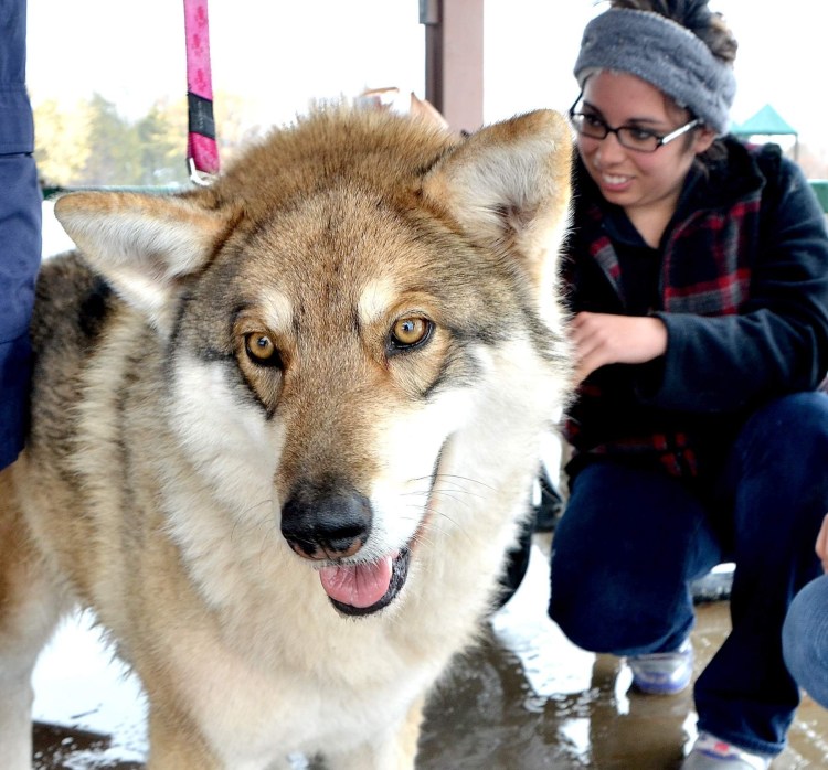 Волкособ гибрид волка