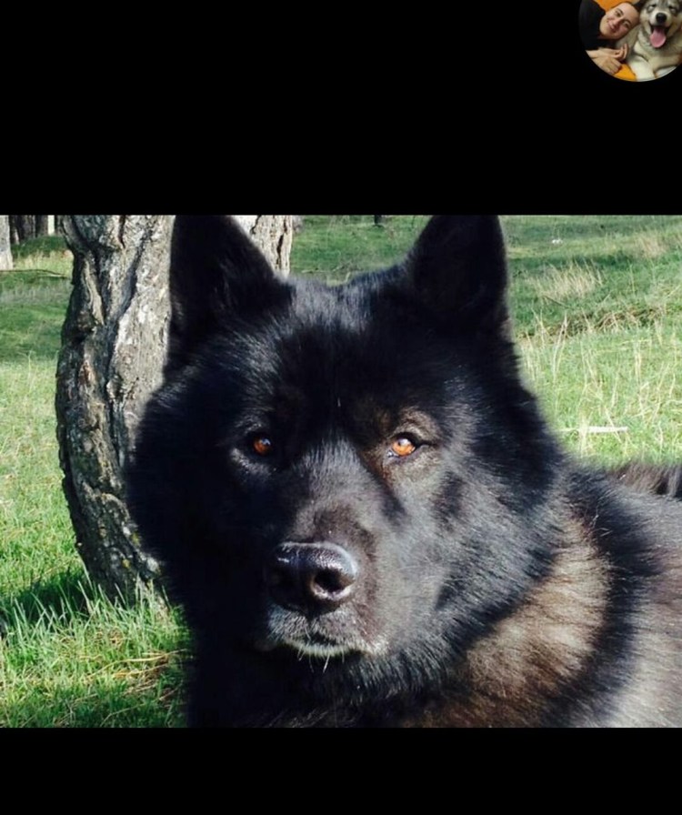 Собака вольфхунд