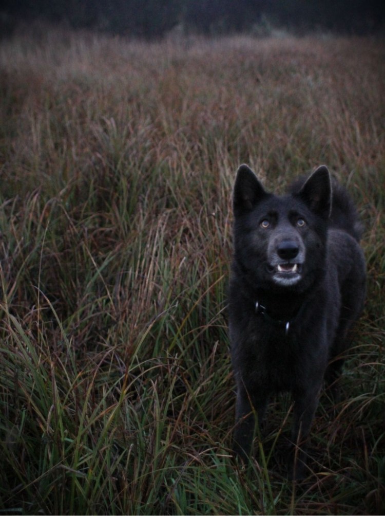 Волкособ русский вольфхунд