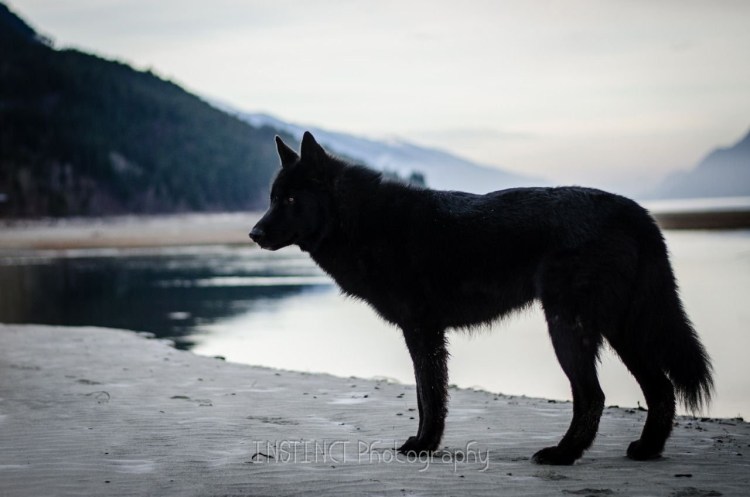 Вольфхунд черный