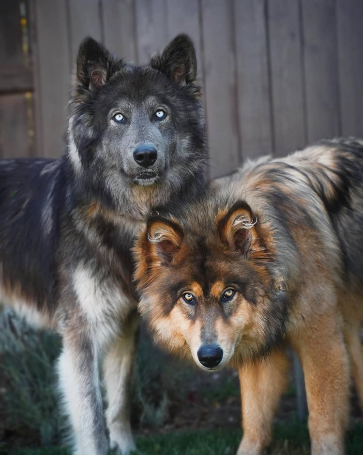 Голубой вольфхунд