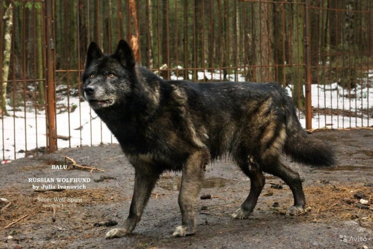 Волкособ вольфхунд