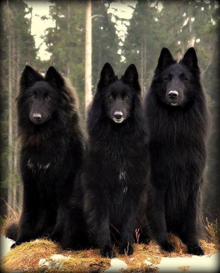 Канадский маламут вольфхунд