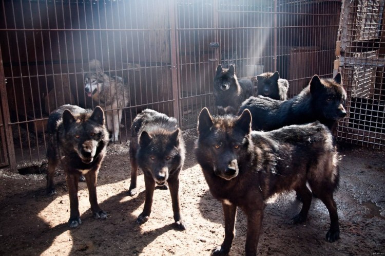 Вольфхунд волкособы