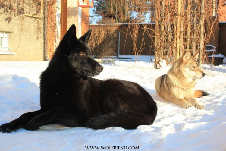 Волкособ вольфхунд