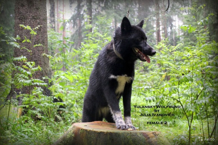 Волкособ подросток