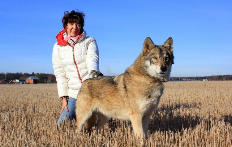 Норвежский волкособ