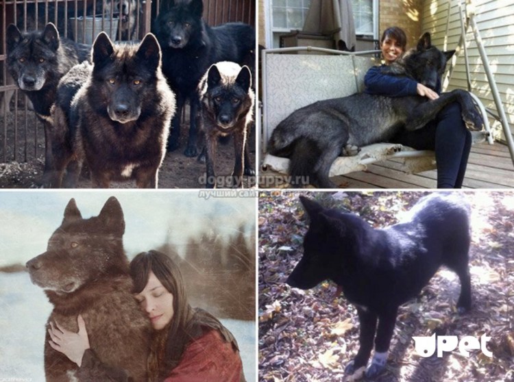 Собака русский вольфхунд