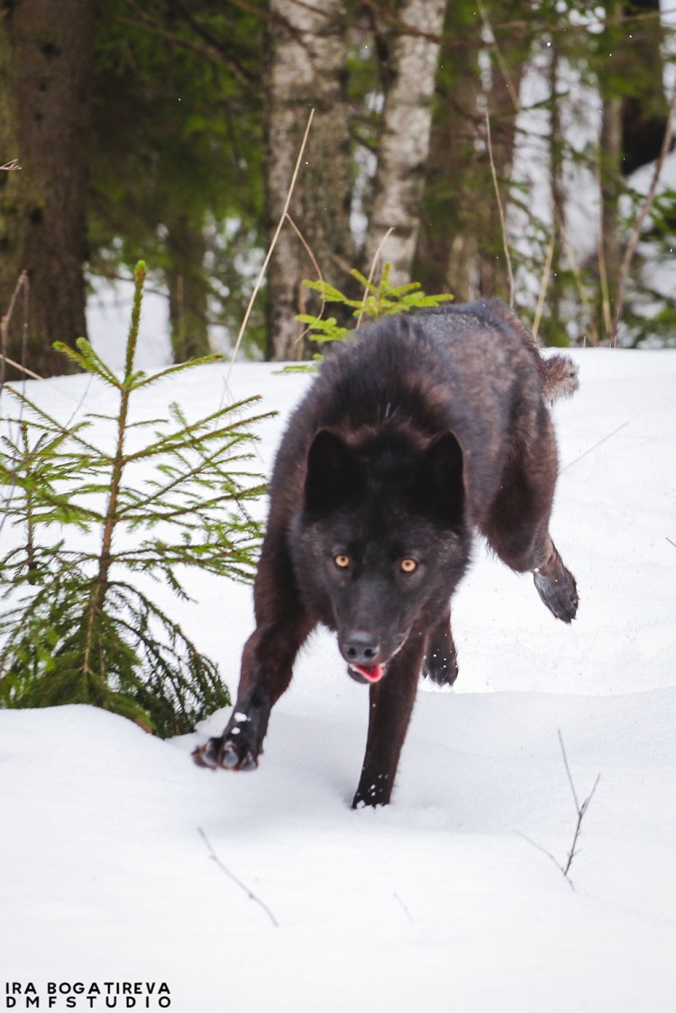 Волкособ вольфхунд