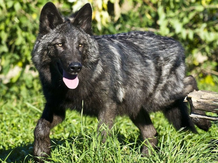 Волчья собака Сарлоса Чехословацкая