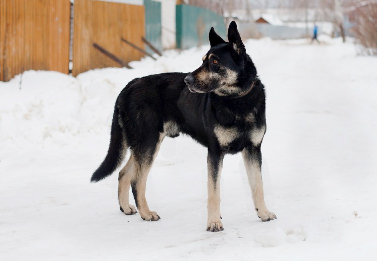 Порода вольфхунд