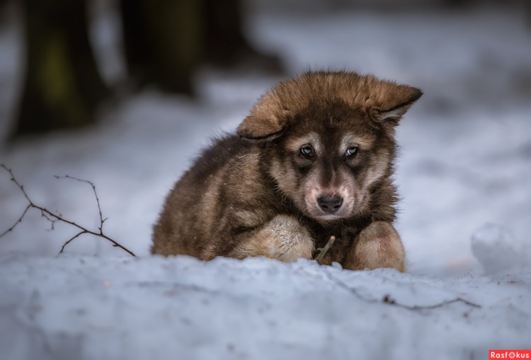 Порода вольфхунд
