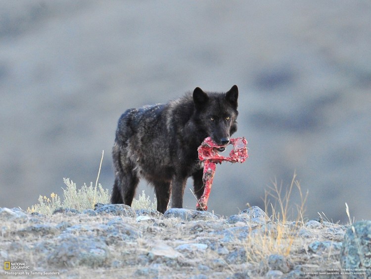 Метис аляскинского маламута