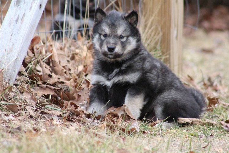 Канадский волк меланист