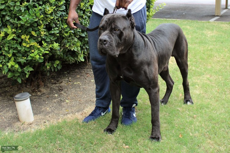 Кане Корсо собака размер с человеком