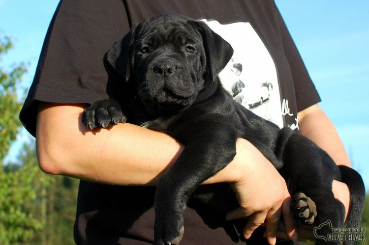 Кане Корсо с человеком