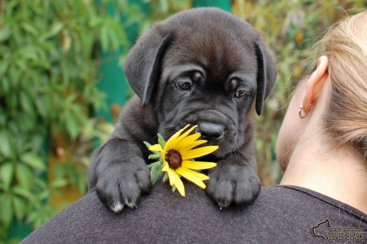 Кане Корсо гигант