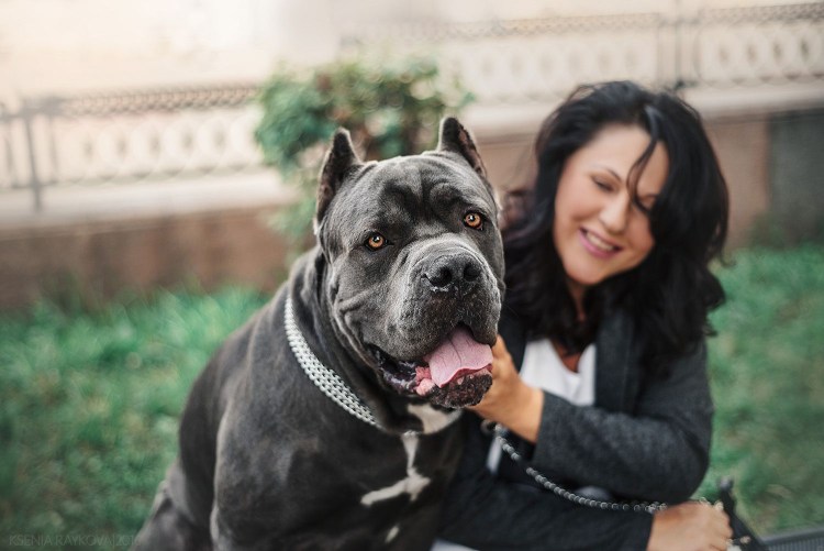 Тоса ину и Кане Корсо