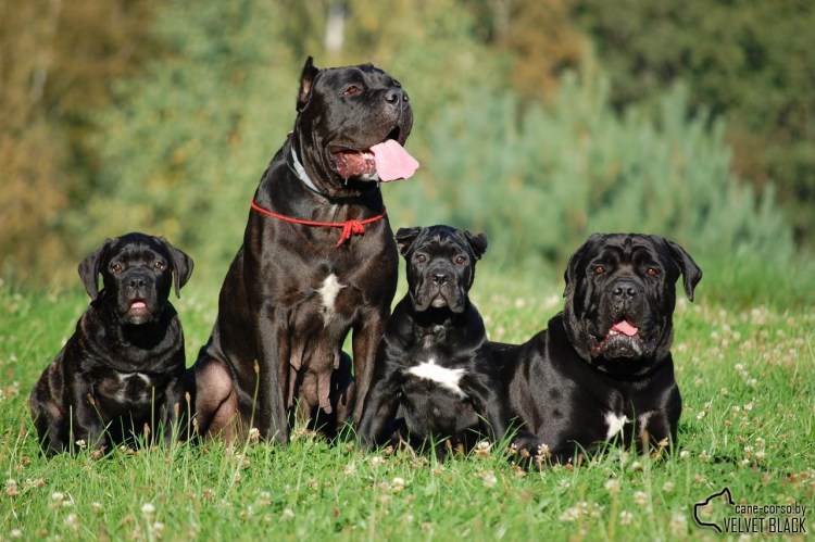 Кане Корсо накаченный