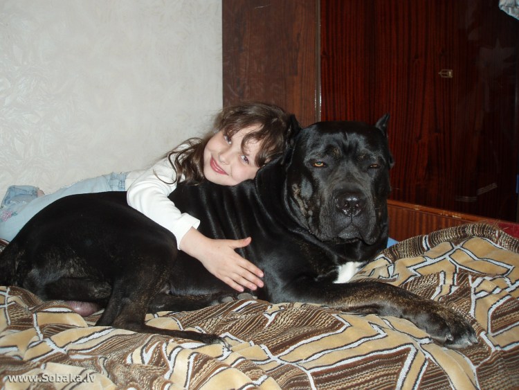 Американский мастиф Кане Корсо