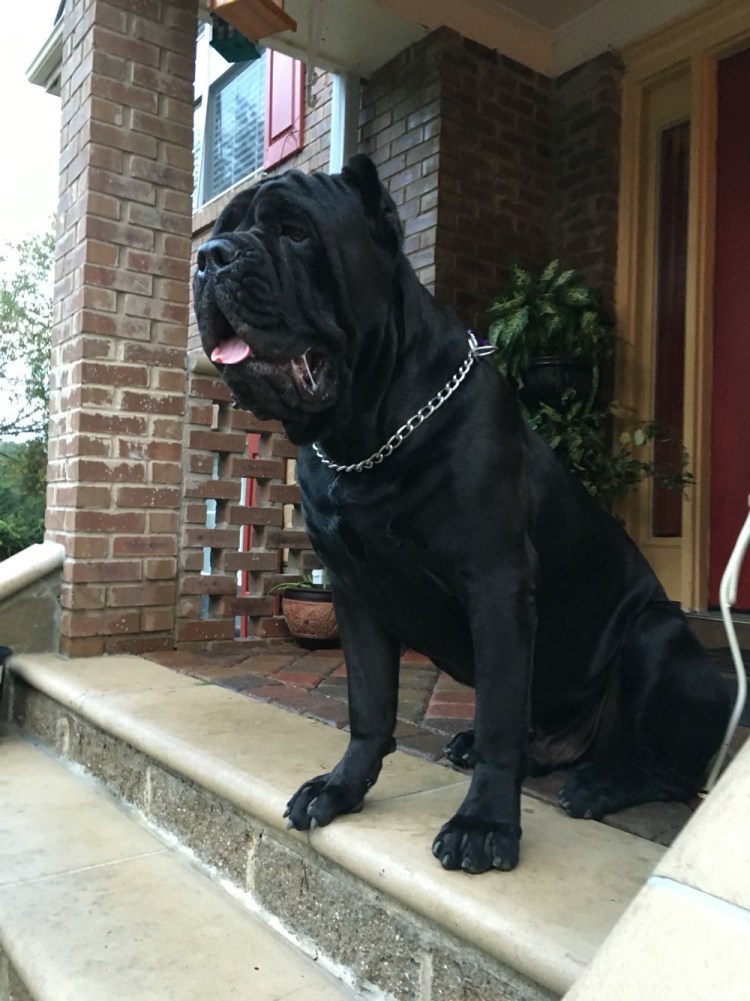 Догтренинг Кане Корсо