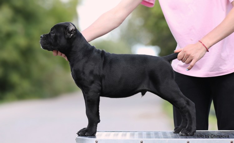 Кане Корсо собака вес