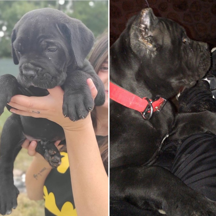 Кане Корсо и Мопс