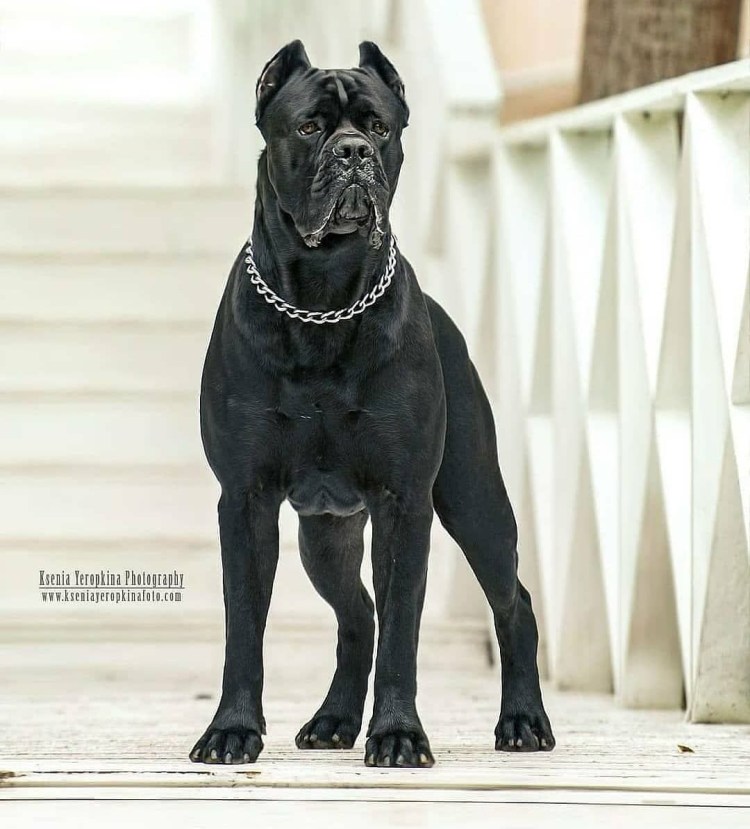 Мастиф Кане Корсо