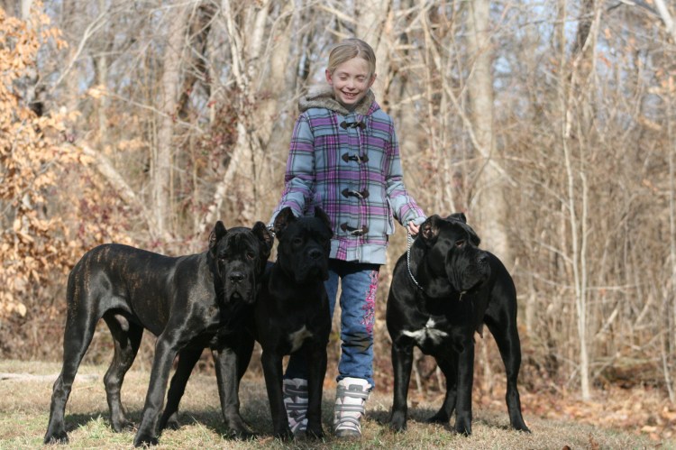 Кане Корсо собака с человеком