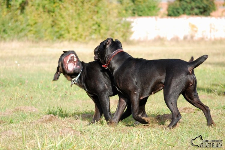 Кане Корсо взрослый с человеком