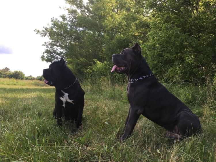 Кане Корсо Зевс