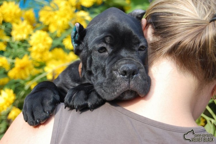 Канарский дог и мастиф