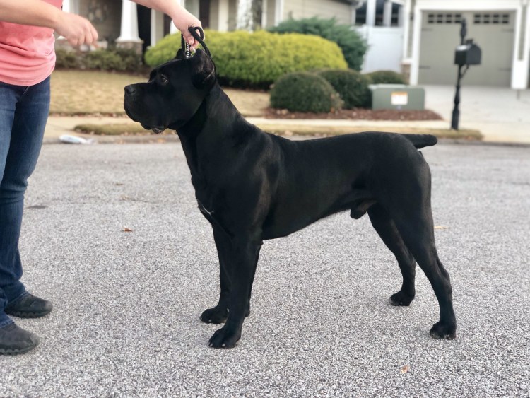 Кане Корсо и Анютка