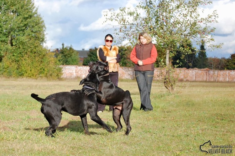 Кане Корсо графитовый