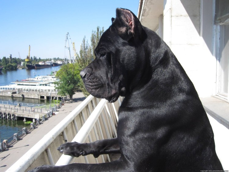 Кане Корсо пятнистый