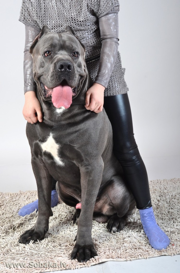 Таблица окрасов Кане Корсо