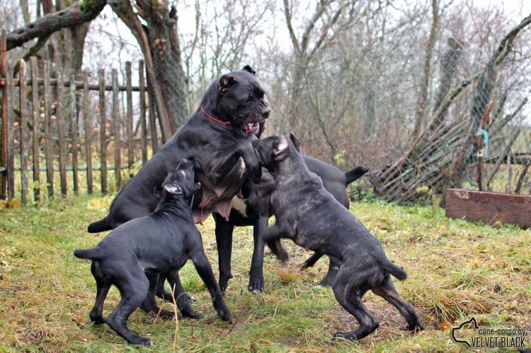 Кане Корсо гигант