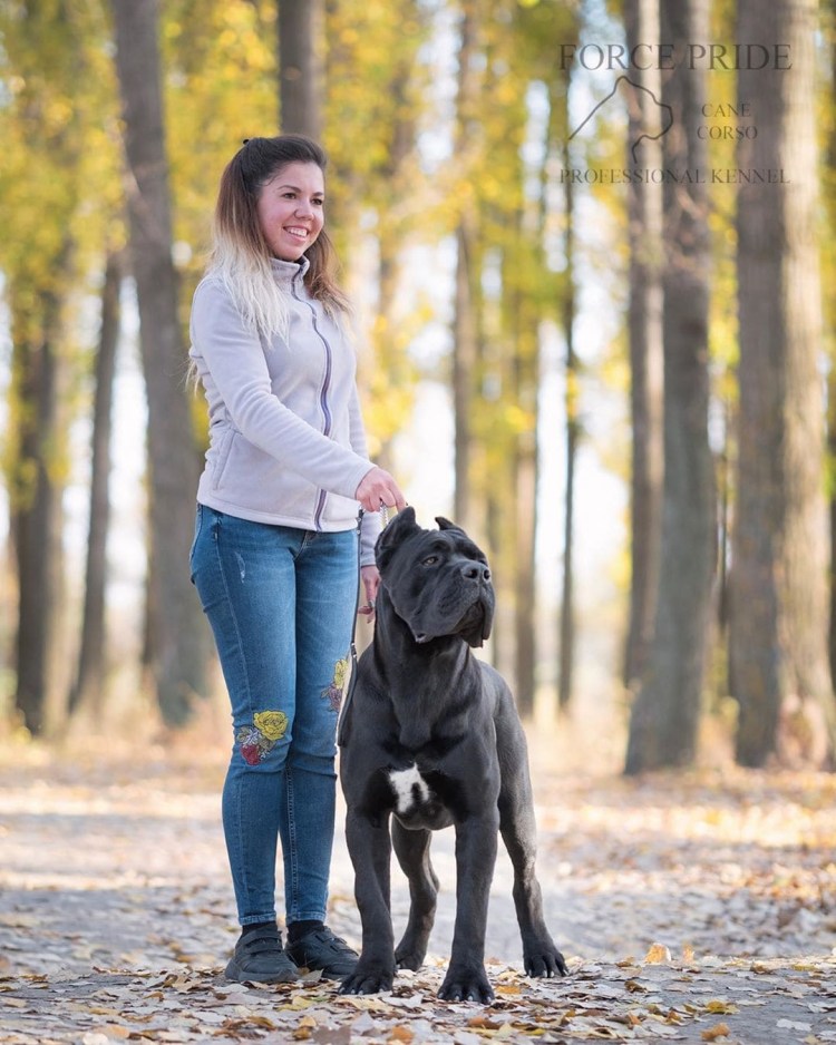 Кане Корсо с человеком