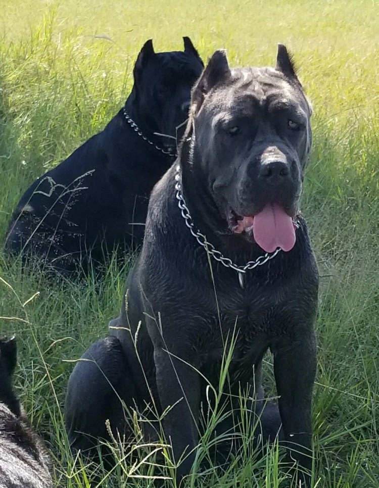 Канарский мастиф