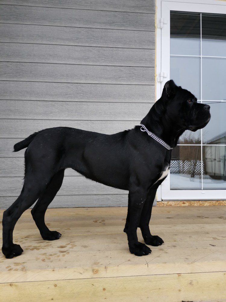 Кане Корсо фараон Воронеж