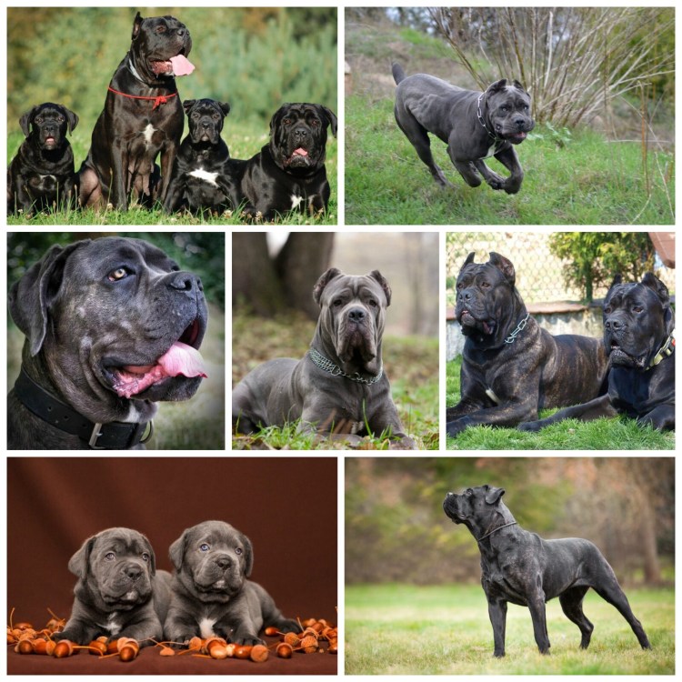 Кане Корсо сидит на диване в зале