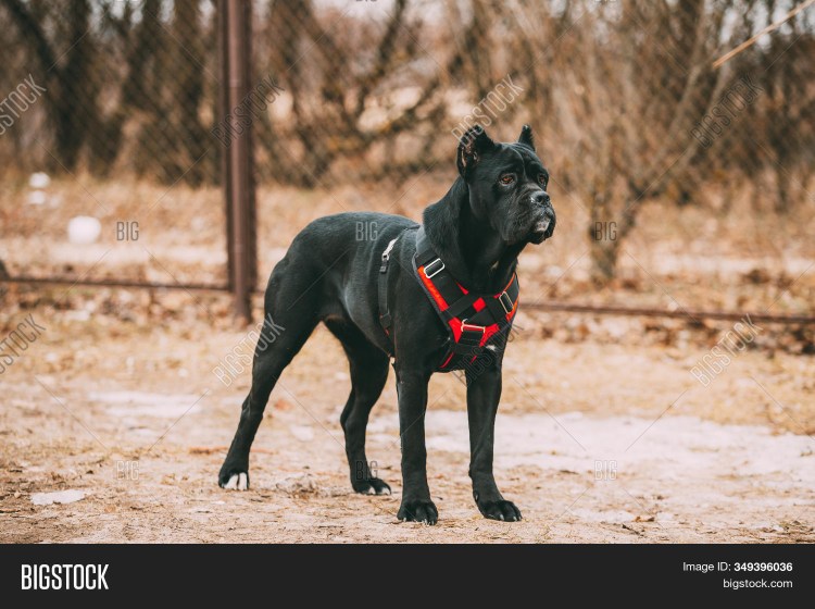 Метис Кане Корсо и алабая