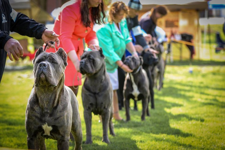 Кане Корсо дети