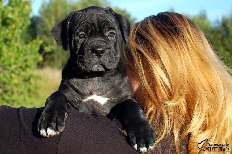 Американский булли "XL" (XL)