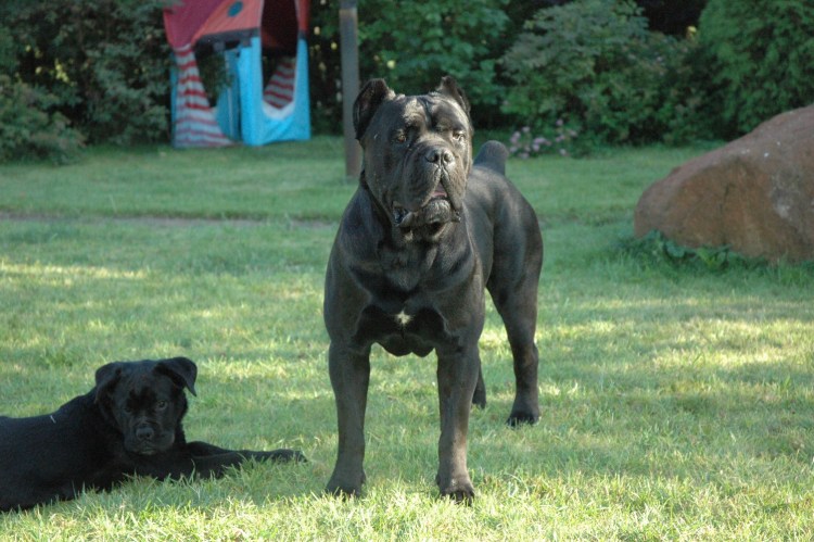 Итальянский мастиф Кане-Корсо