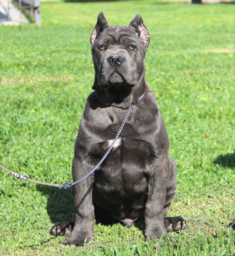 Вес Кане Корсо взрослого кобеля